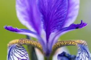 Siberian iris (Iris sibirica), Iris family (Iridaceae)