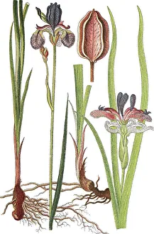 Siberian iris (Iris sibirica) on the left