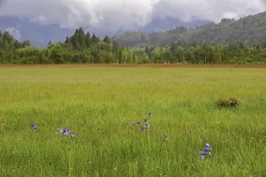 Siberian iris (Iris sibirica), Liliaceae