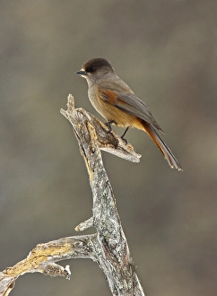 Siberian Jay (Perisoreus Infaustus)