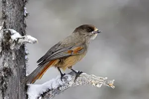 Siberian jay (Perisoreus infaustus)