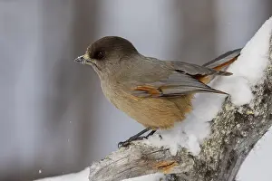 Siberian jay (Perisoreus infaustus)