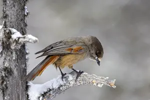 Siberian jay (Perisoreus infaustus)