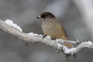 Siberian jay (Perisoreus infaustus)
