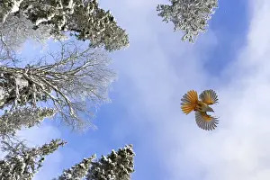 Siberian jay (Perisoreus infaustus)