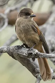Siberian Jay (Perisoreus infaustus)