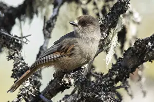 Siberian Jay (Perisoreus infaustus)