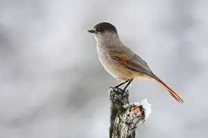 Siberian jay (Perisoreus infaustus) Sweden