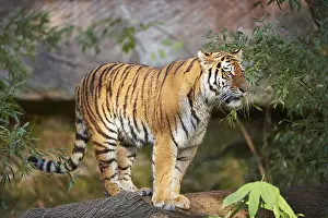 Siberian tiger or Amur tiger (Panthera tigris altaica) in autumn