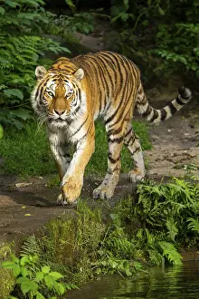 Siberian tiger or Amur tiger (Panthera tigris altaica) walking on the ground