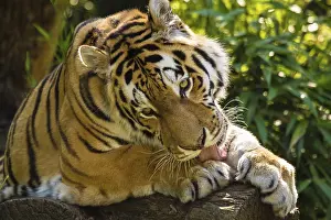 Siberian tiger (anthera tigris altaica)