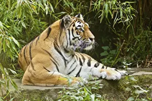 Siberian tiger (anthera tigris altaica)