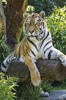 Siberian tiger (anthera tigris altaica)