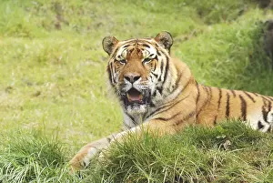 Siberian tiger panthera tigris