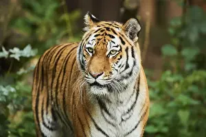 Siberian tiger (Panthera tigris altaica)