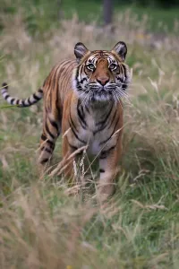 Siberian Tiger (Panthera tigris altaica), adult, native to Asia, captive, England, United Kingdom, Europe