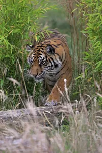 Siberian Tiger (Panthera tigris altaica), adult, stalking, native to Asia, captive, England, United Kingdom, Europe