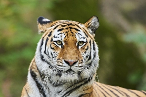 Siberian tiger (Panthera tigris altaica)