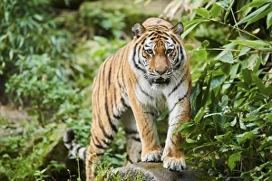 Siberian tiger (Panthera tigris altaica)