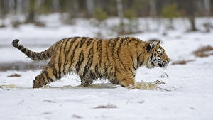 Siberian tiger (Panthera tigris altaica), runs through snow and water, captive, Moravia, Czech Republic, Europe