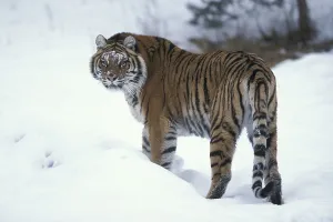 Siberian tiger (Panthera tigris altaica)
