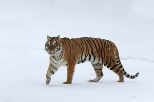 Siberian tiger (Panthera tigris altaica)