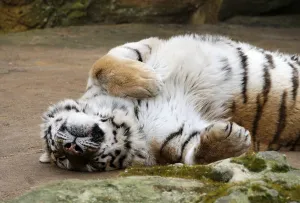 Siberian tiger (Panthera tigris altaica)