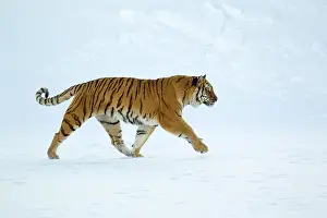 Siberian tiger (Panthera tigris altaica)