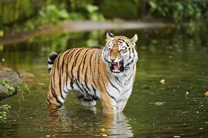 Siberian tiger (Panthera tigris altaica)