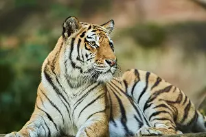 Siberian tiger (Panthera tigris altaica)
