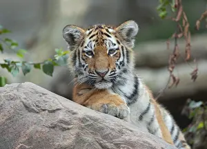 Siberian tiger (Panthera tigris altaica)