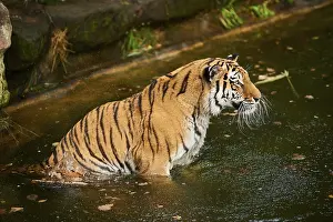 Siberian tiger (Panthera tigris altaica)