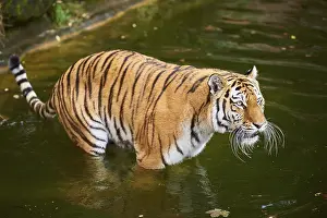 Siberian tiger (Panthera tigris altaica)