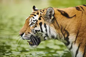 Siberian tiger (Panthera tigris altaica)