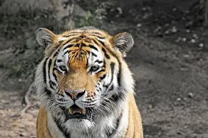 Siberian tiger (Panthera tigris altaica)
