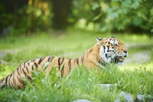 Siberian tiger (Panthera tigris altaica)