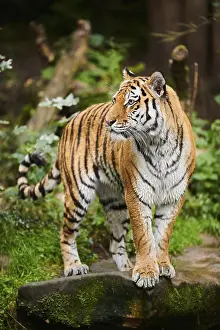 Siberian tiger (Panthera tigris altaica)