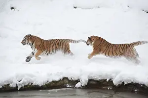 Siberian tiger (Panthera tigris altaica)
