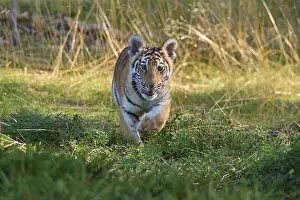 Siberian tiger (Panthera tigris altaica)