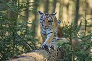 Siberian tiger (Panthera tigris altaica)