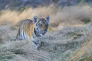 Siberian tiger (Panthera tigris altaica)