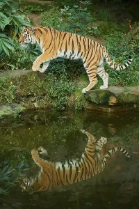 Siberian tiger (Panthera tigris altaica)