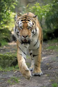 Siberian tiger (Panthera tigris altaica)