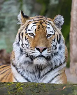 Siberian tiger (Panthera tigris altaica)