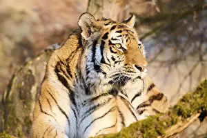 Siberian tiger (Panthera tigris altaica)