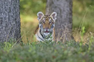 Siberian tiger (Panthera tigris altaica)
