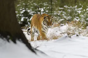 Siberian tiger (Panthera tigris altaica)