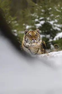Siberian tiger (Panthera tigris altaica)