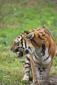 Siberian Tiger (panthera tigris altaica)