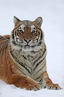 Siberian tiger (Panthera tigris altaica)